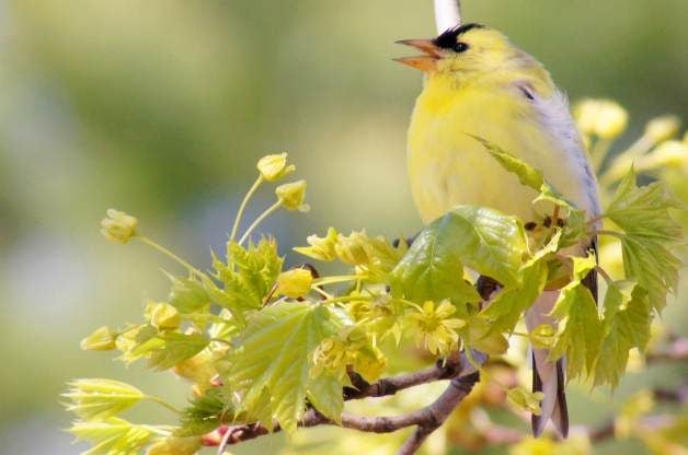 Plante árboles nativos que atraigan pájaros