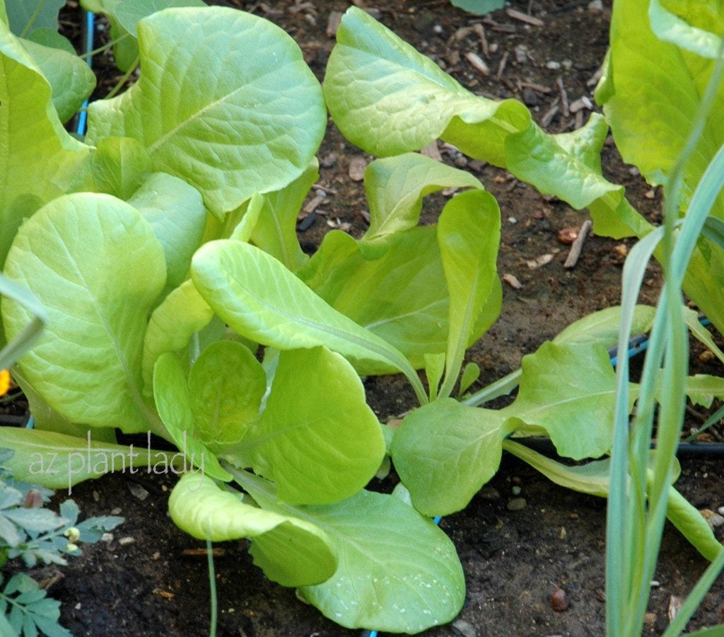 Plante un jardín de ensaladas de otoño