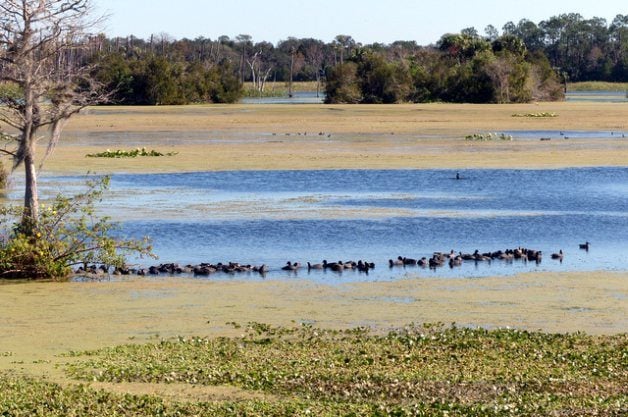 Punto de acceso para la observación de aves: Orlando Wetlands Park