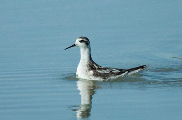 Puntos calientes de observación de aves: Mar de Salton, California