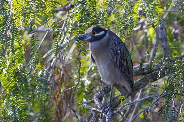Puntos calientes de observación de aves: Parque Estatal Estero Llano Grande