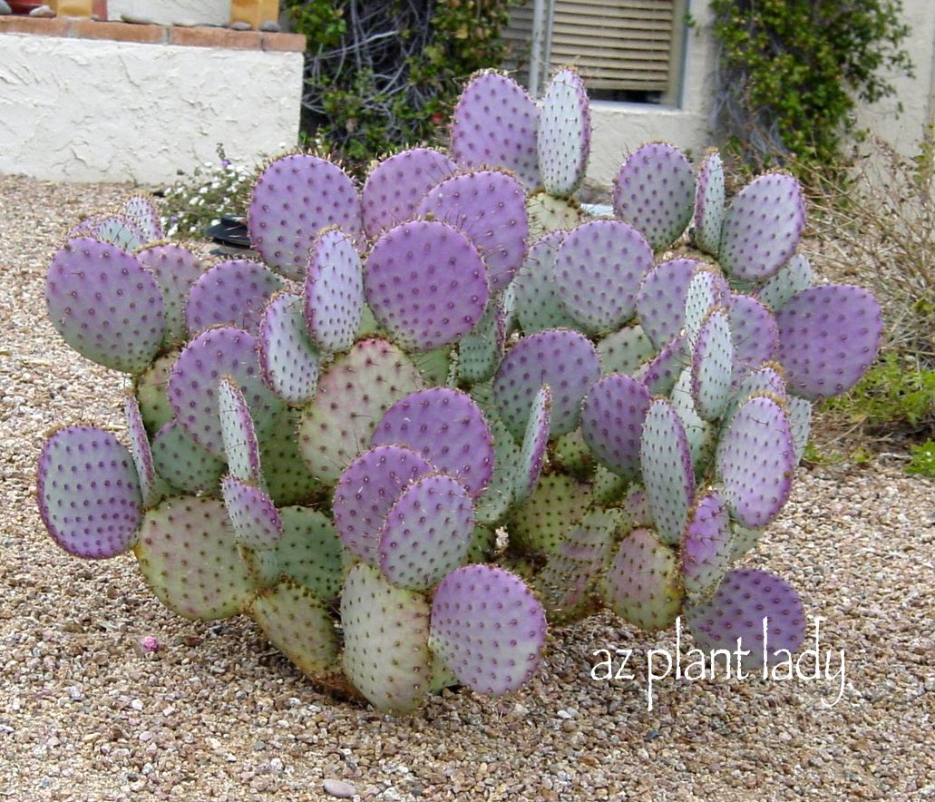 ¿Cómo se reproduce un cactus?