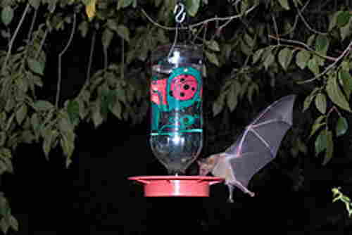 Qué es beber mi néctar de colibrí por la noche Averiguar