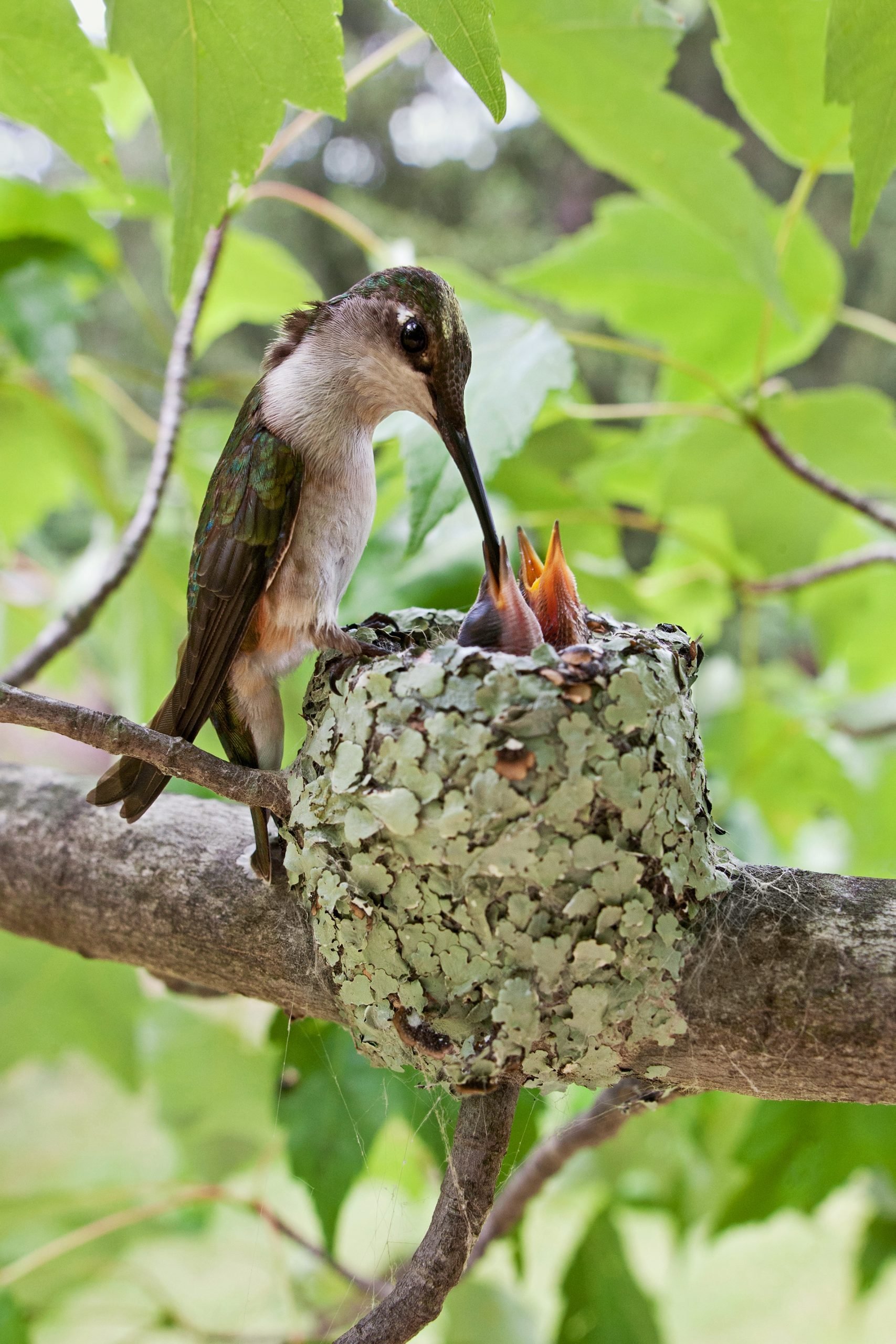 Los colibríes son las mejores supermamá de aves