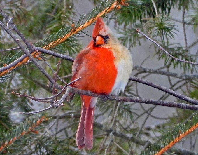 Raro cardenal mitad macho, mitad hembra visto en Pensilvania