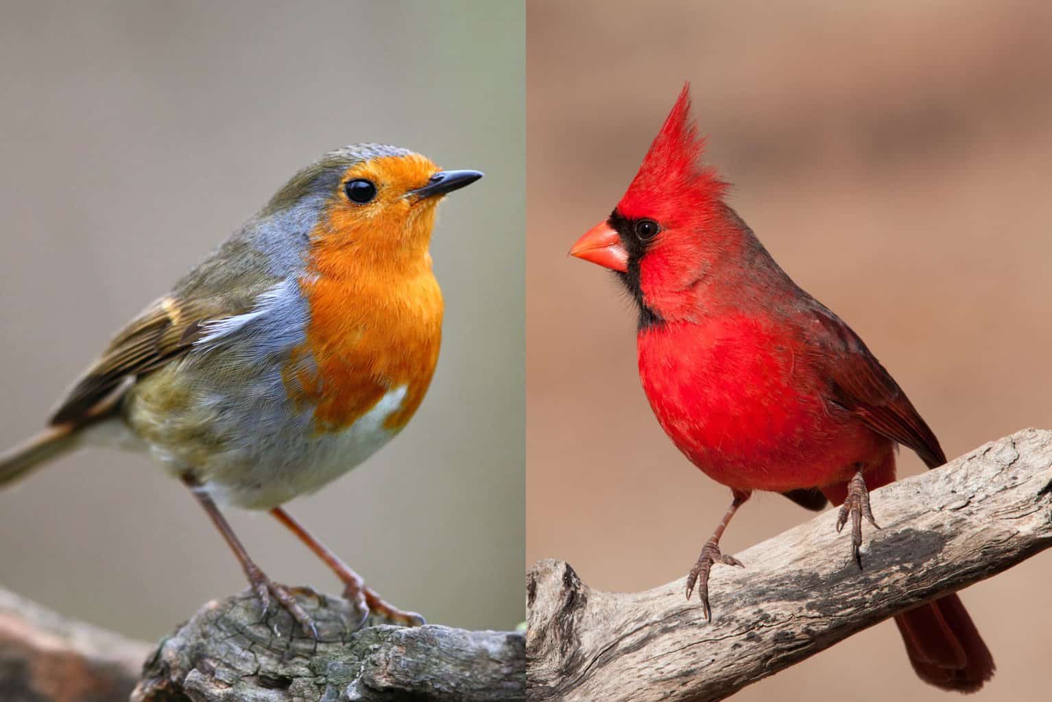 Red Robin vs Cardinal: ¡Sí, hay una diferencia!