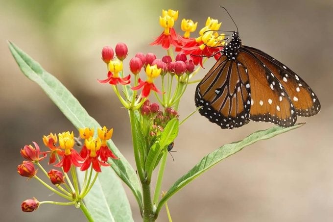 Reina vs Monarca: Mimetismo de mariposas