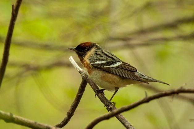 Reinitas en Ohio: observación de aves en Magee Marsh