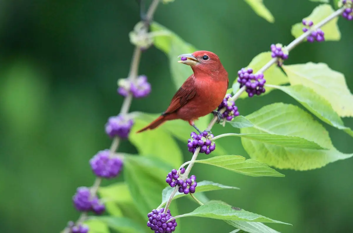 Cómo atraer pájaros: ofrecer comida, agua y refugio