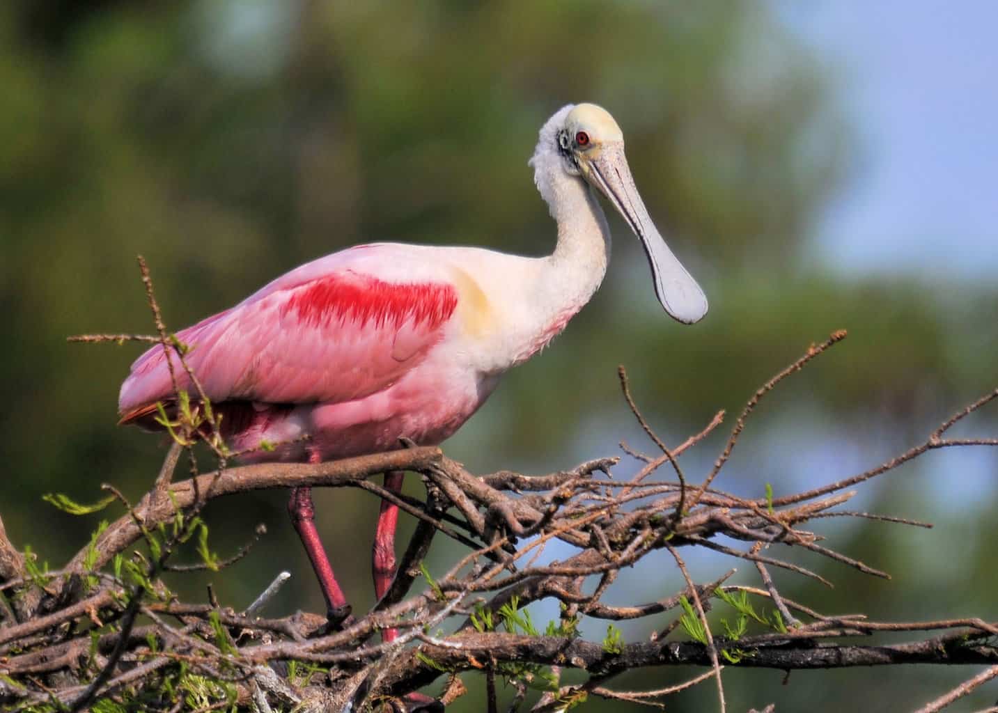 Aves de espátula rosada: distintivas y fascinantes