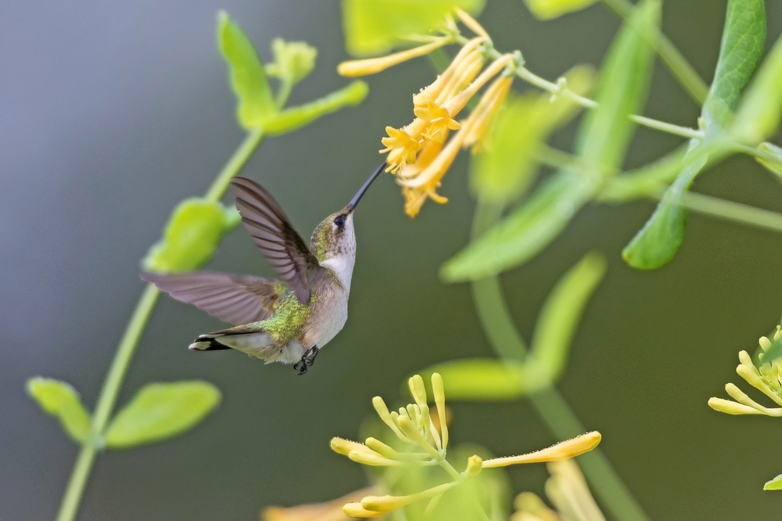 Las mejores plantas perennes para cultivar para los colibríes