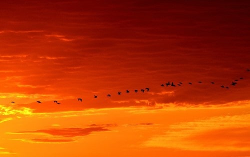 Rutas migratorias de aves - 4 rutas para aves migratorias
