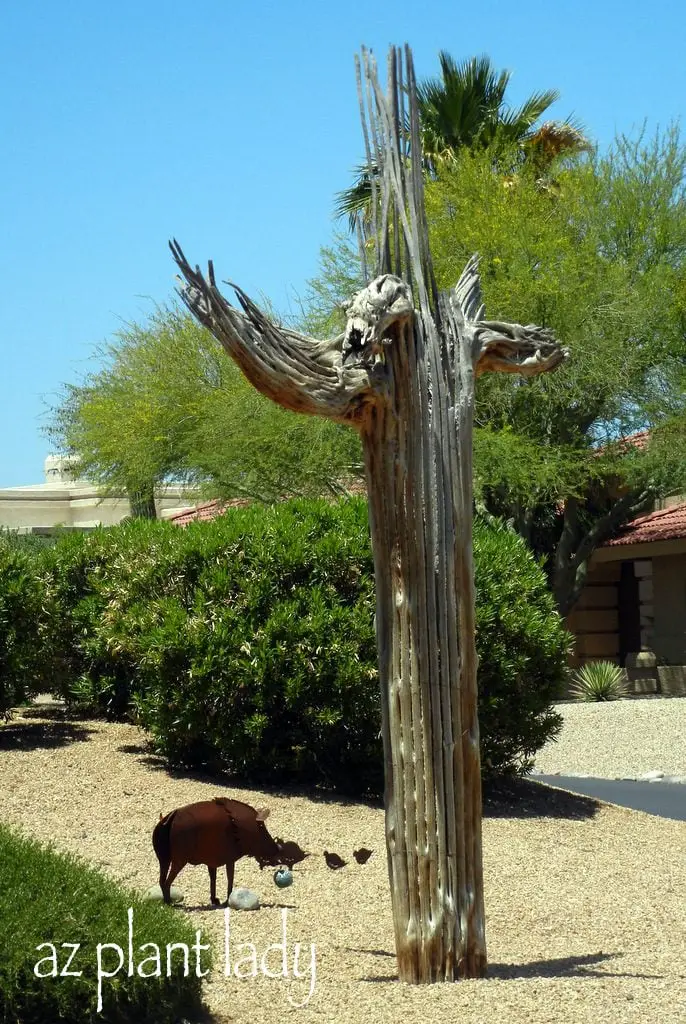 Busca un esqueleto de cactus en el desierto
