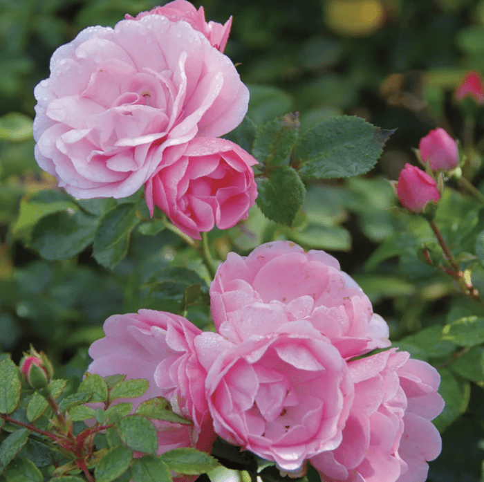 Las 10 mejores rosas para que los jardineros crezcan