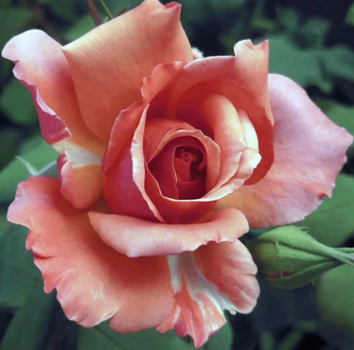 Los muchos colores de una rosa solar toscana