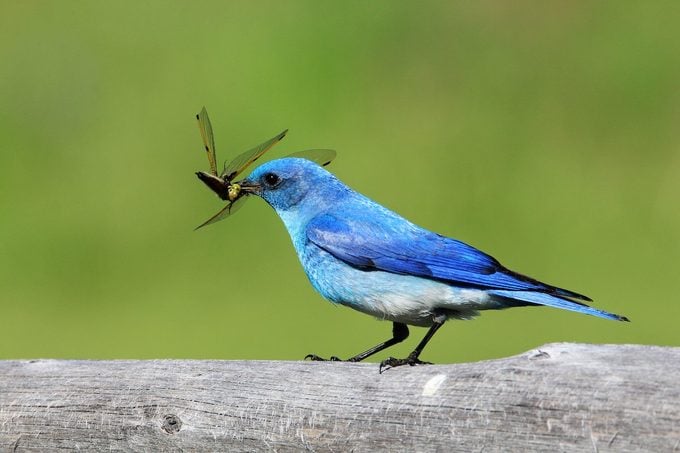 Significado de pájaro azul: ¿los pájaros azules simbolizan la felicidad?