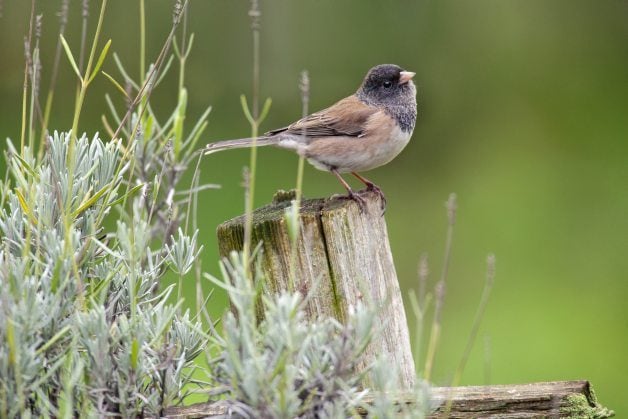 Signos de la primavera: 8 grandes momentos de observación de aves en primavera