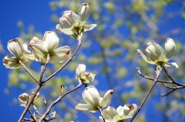 Signos de primavera: Viburnum y Dogwood