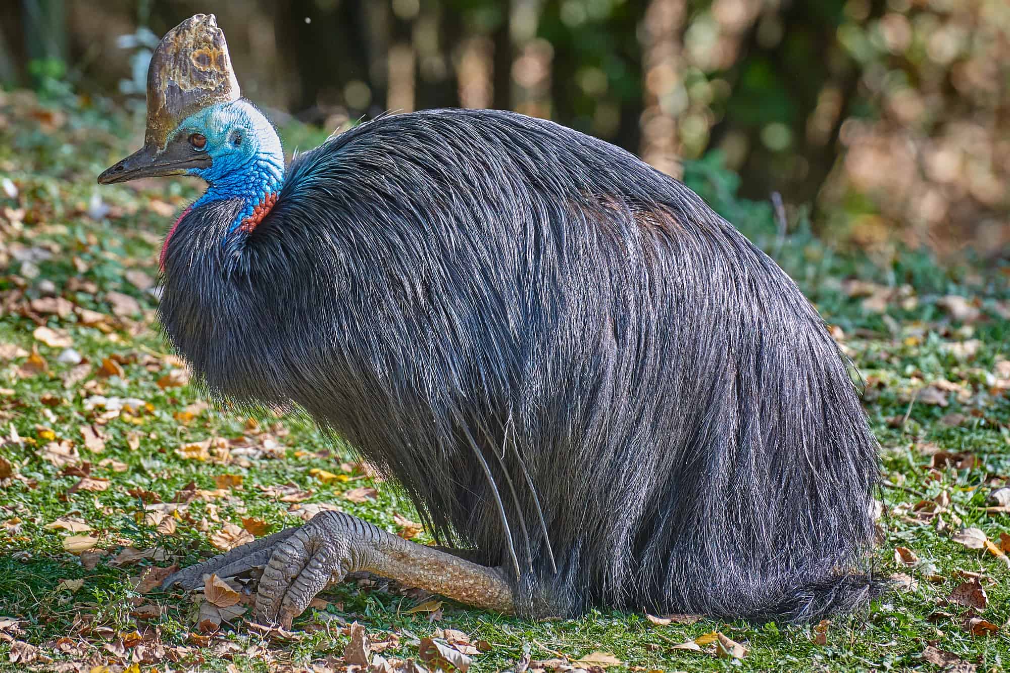El casuario del sur: el ave más pesada de Australia