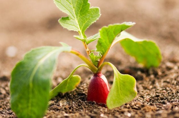 13 verduras de primavera para cultivar para una cosecha temprana