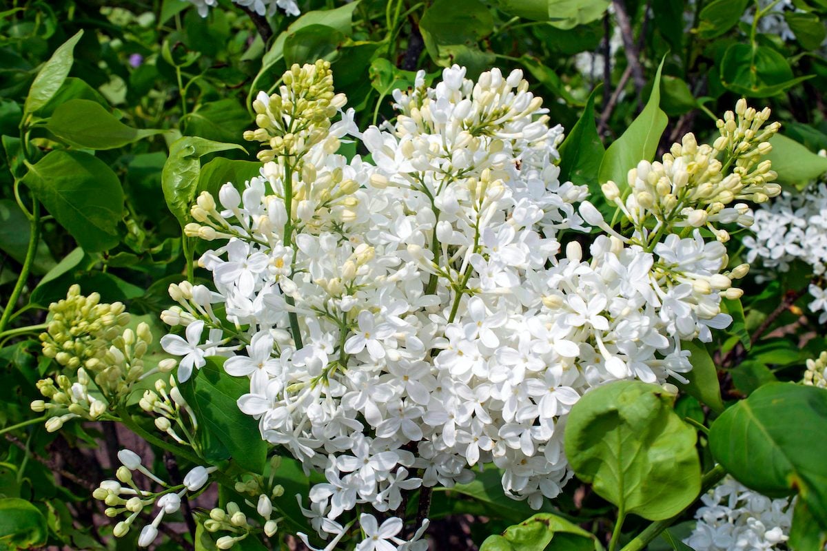 Este pequeño arbusto lila blanco huele increíble