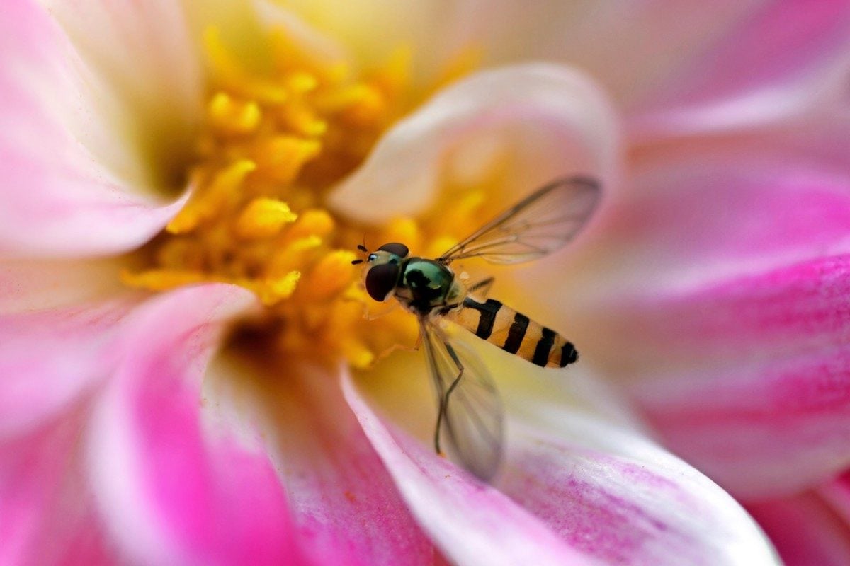 8 insectos beneficiosos que querrás ver en tu jardín
