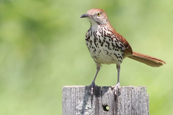 Thrasher marrón: un pájaro cantor esquivo y musical