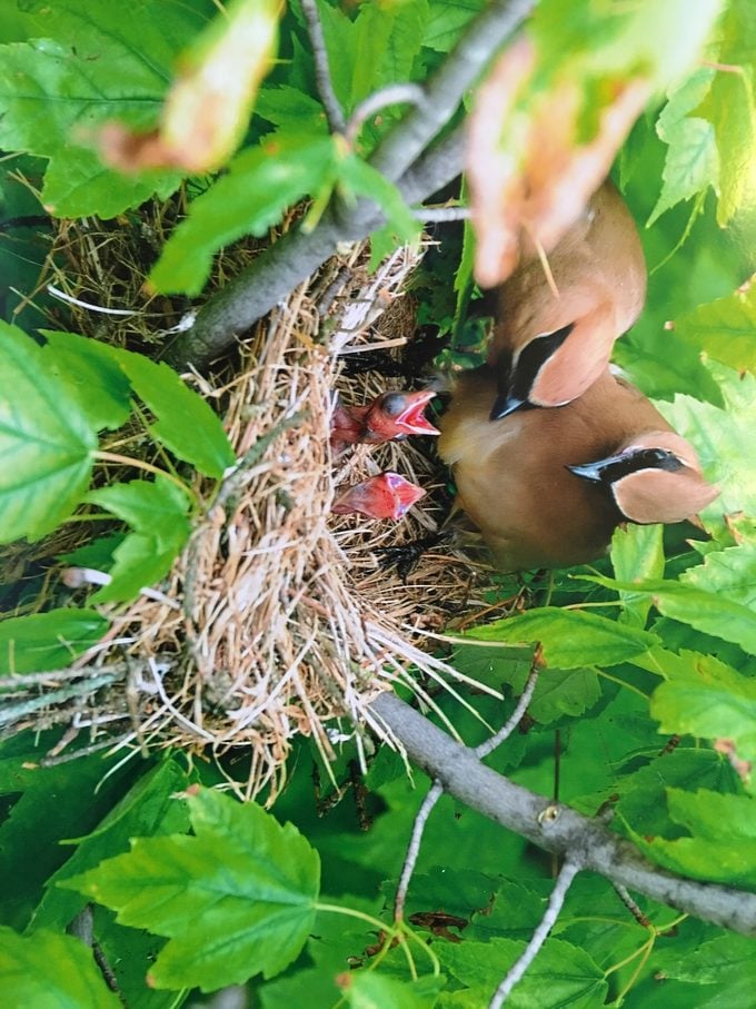 Todo sobre pájaros y nidos de bebé Cedar Waxwing