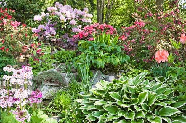 Jardinería fácil | Más de 60 plantas resistentes