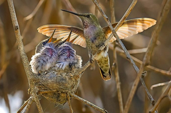 Una dosis de naturaleza: por qué la observación de aves mejorará su salud mental