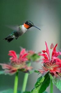 Usar flores de néctar para atraer colibríes