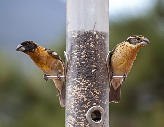 8 maneras de garantizar un patio trasero seguro para las aves