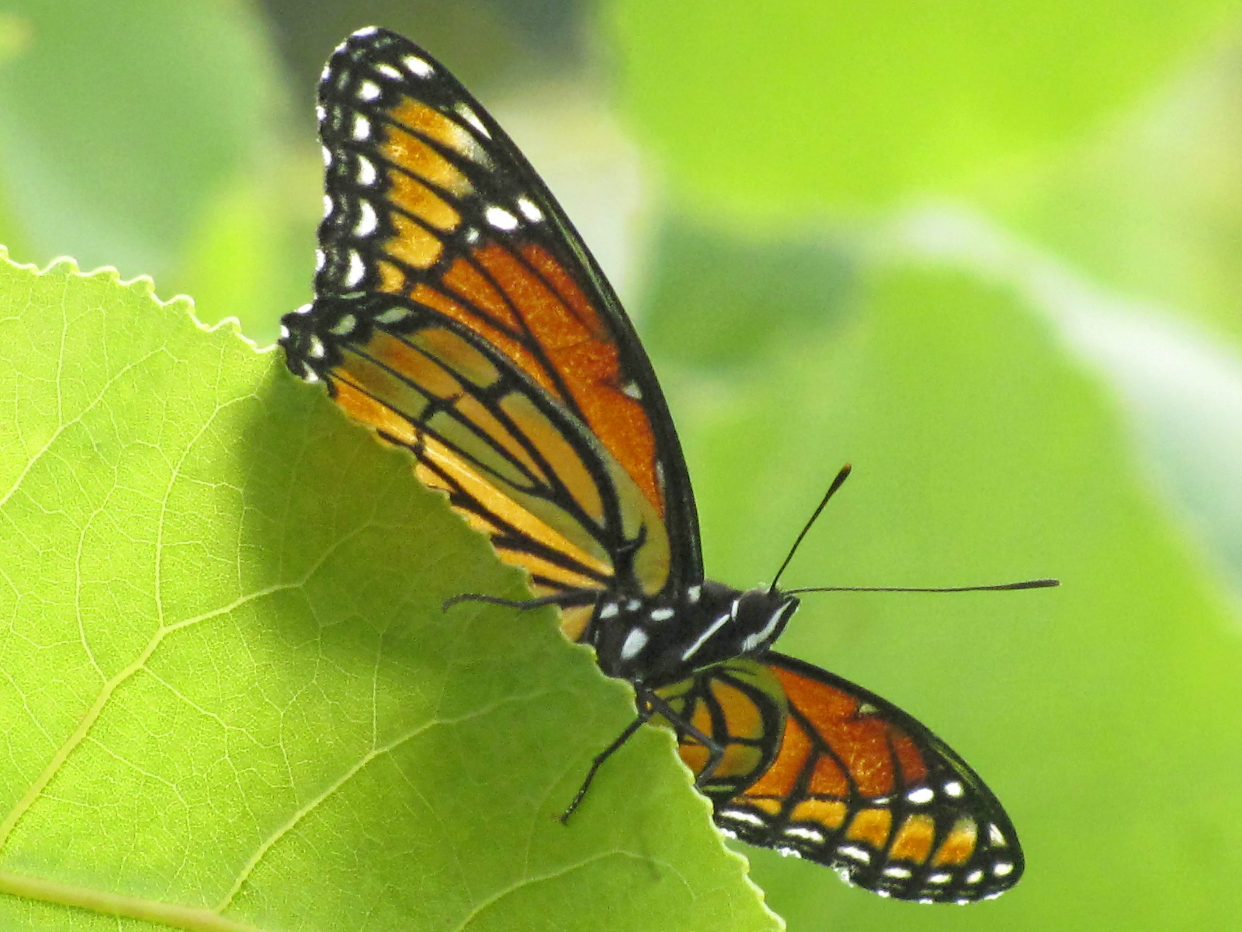 Conoce a Garden Royalty: la mariposa virrey