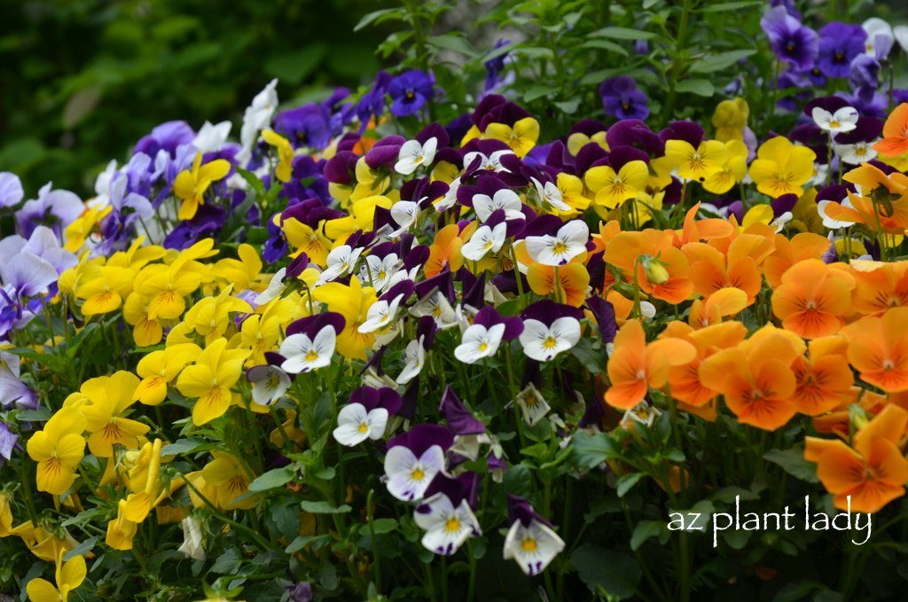 Los opuestos se atraen: usar color en el jardín de flores