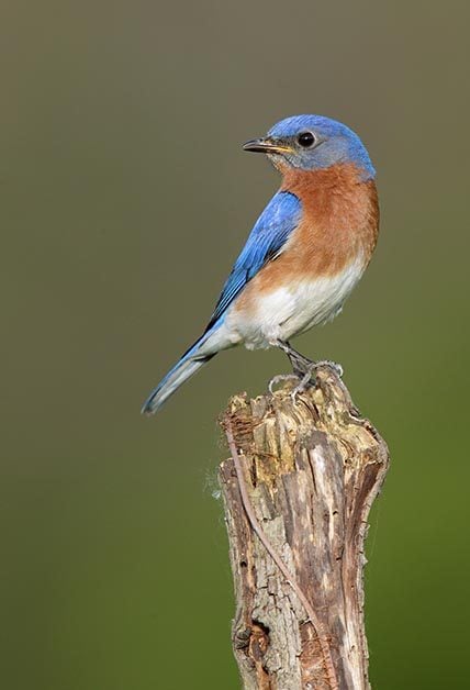 Western Bluebird vs Eastern Bluebird: ¿Qué azulejo estoy viendo?