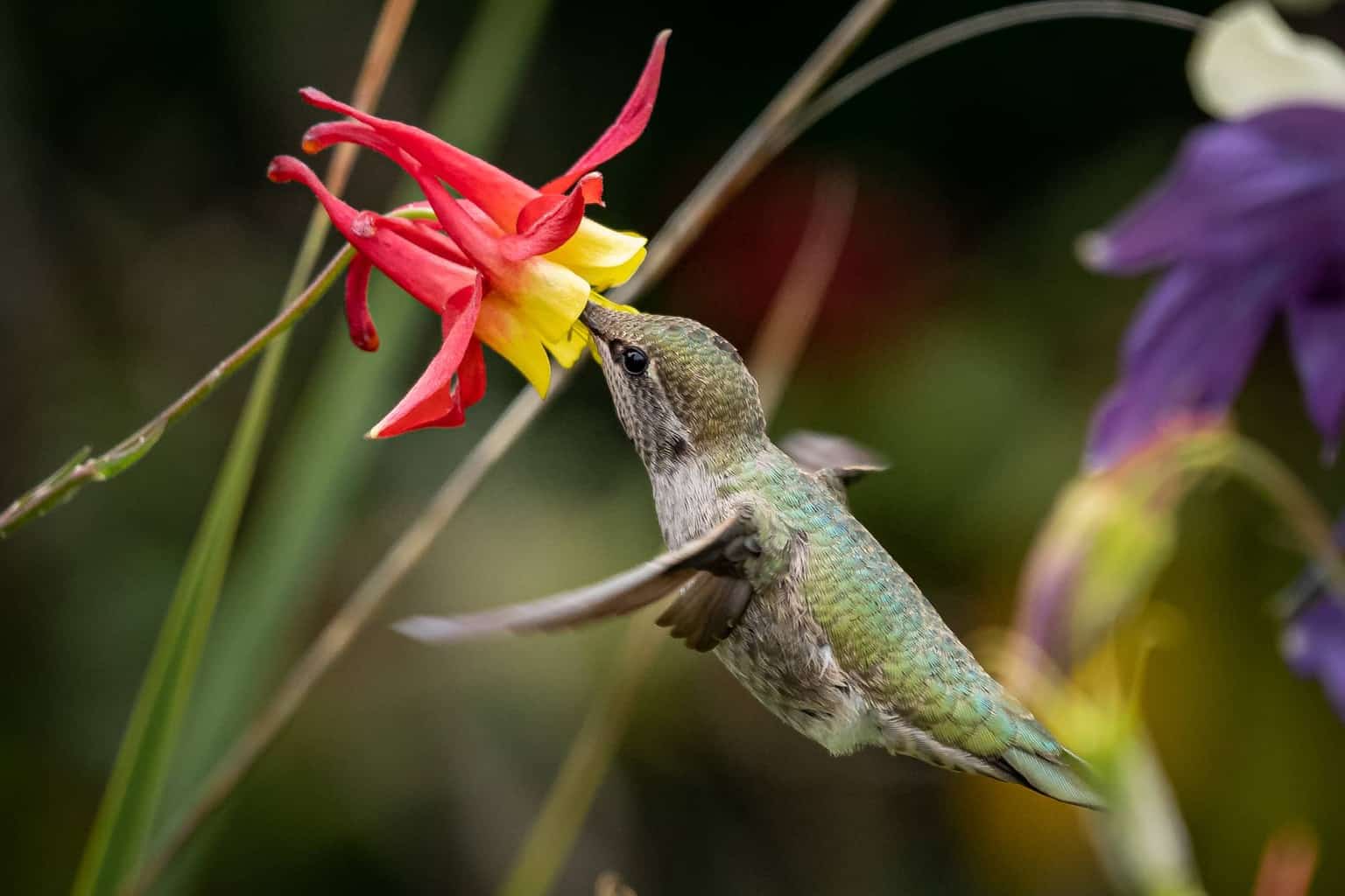 ¿Cuándo llegan y se van los colibríes de Florida?