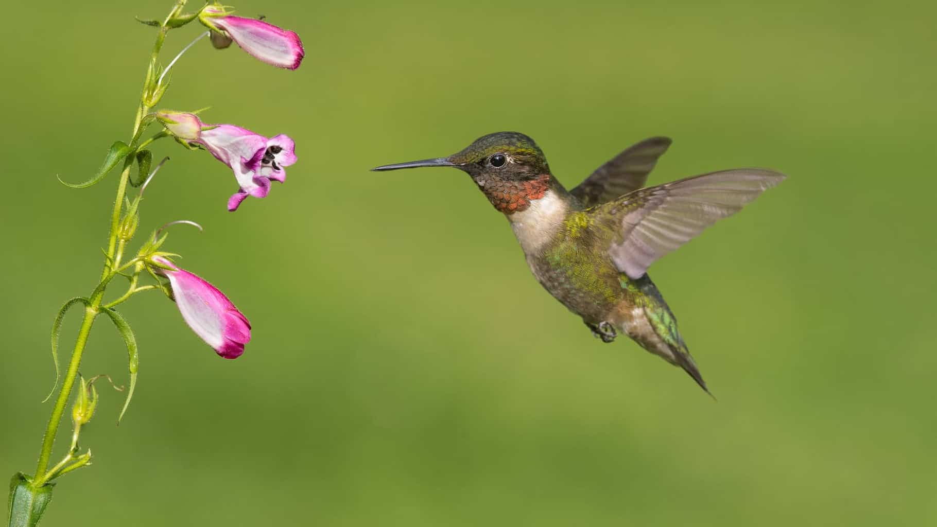 ¿Cuándo llegan y salen los colibríes de Georgia?