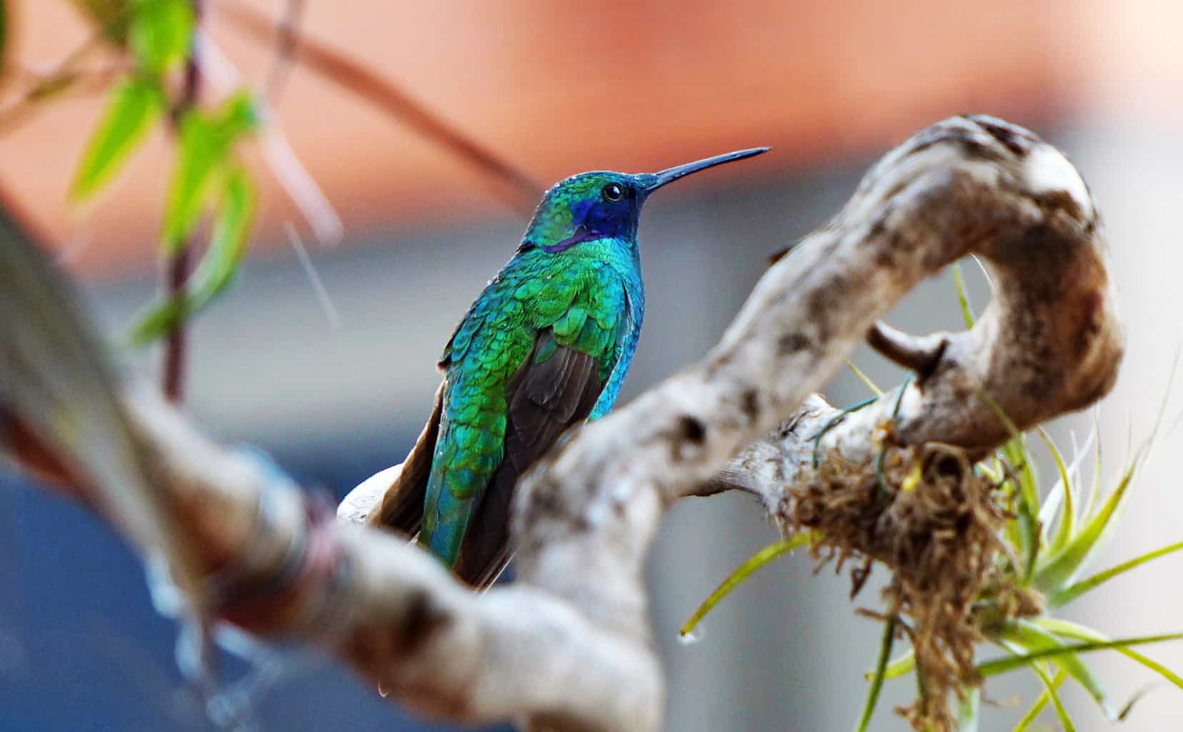 ¿Cuándo llegan los colibríes a su área? La respuesta puede sorprenderte