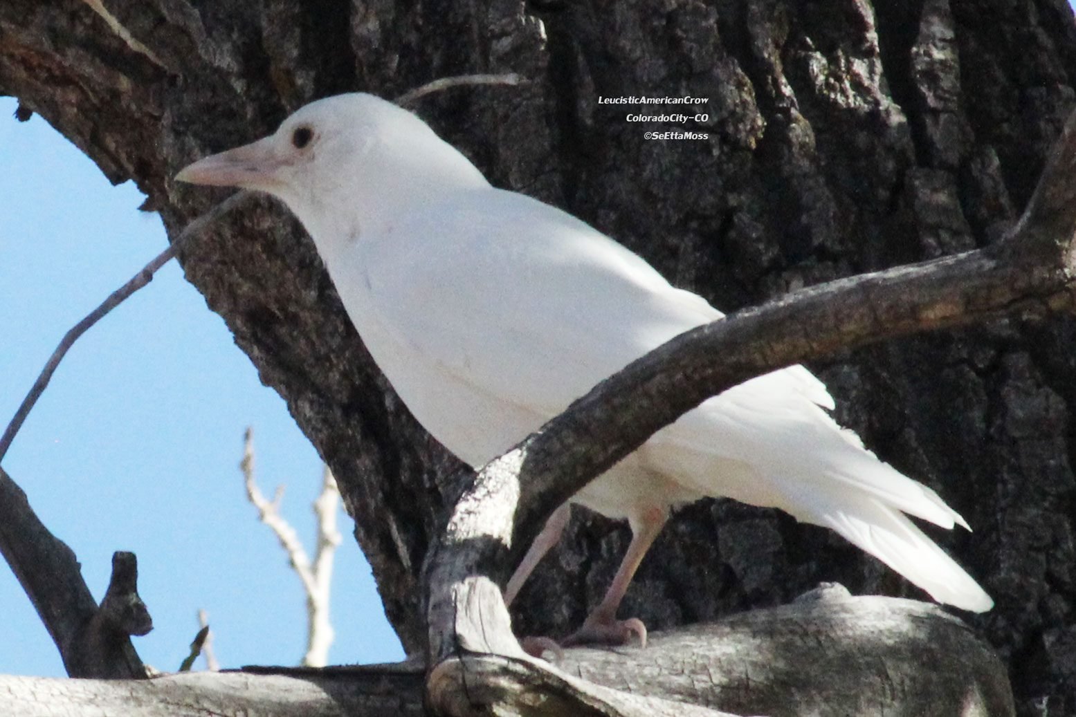 ¿Es este pájaro blanco un cuervo albino?