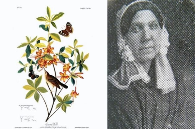 Celebrando a las mujeres naturalistas a través de la historia