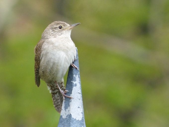 Wren vs Sparrow: ¿Qué pájaro estás viendo?