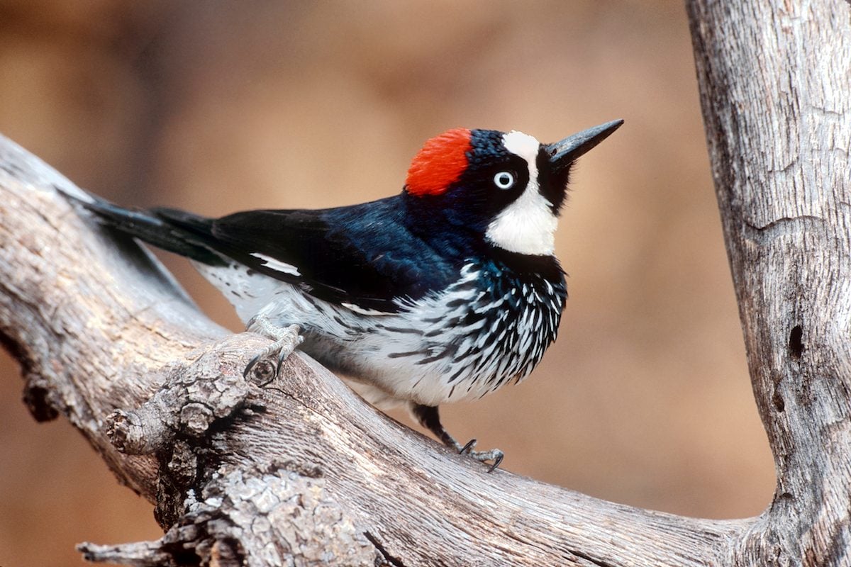 6 tipos de picos de pájaros y cómo los usan los pájaros para comer