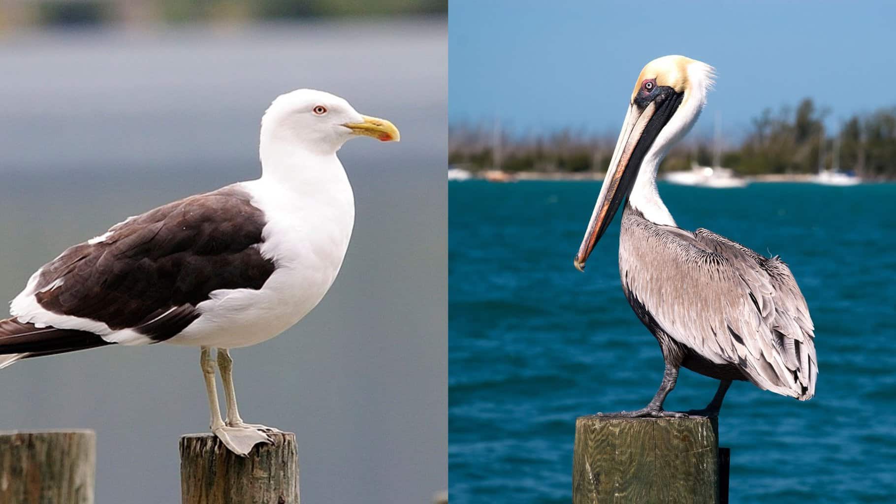 Albatross vs Pelican: una guía de comparación completa