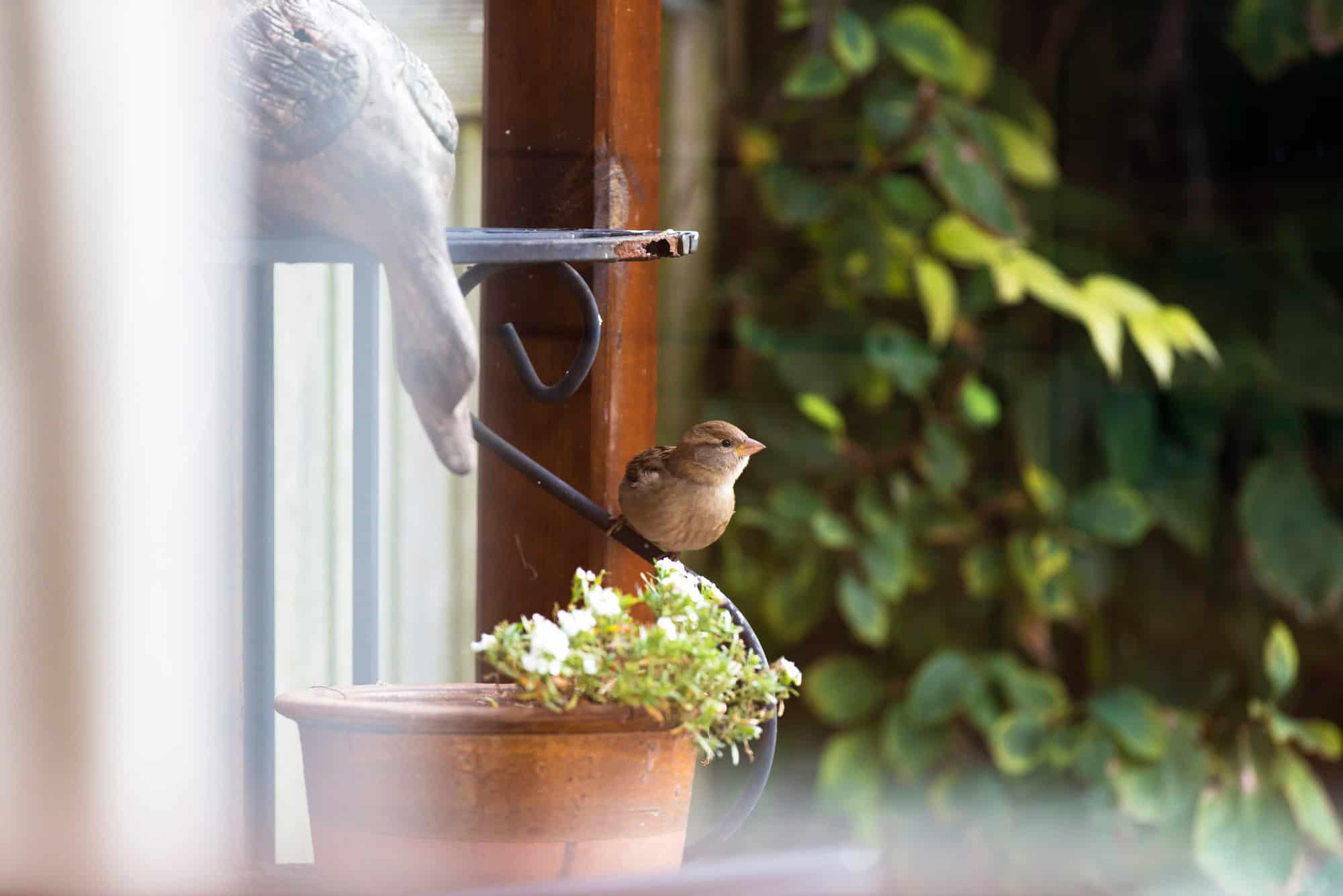 Jardines de aves en el patio trasero: ideas de plantas y paisajismo para atraer más aves