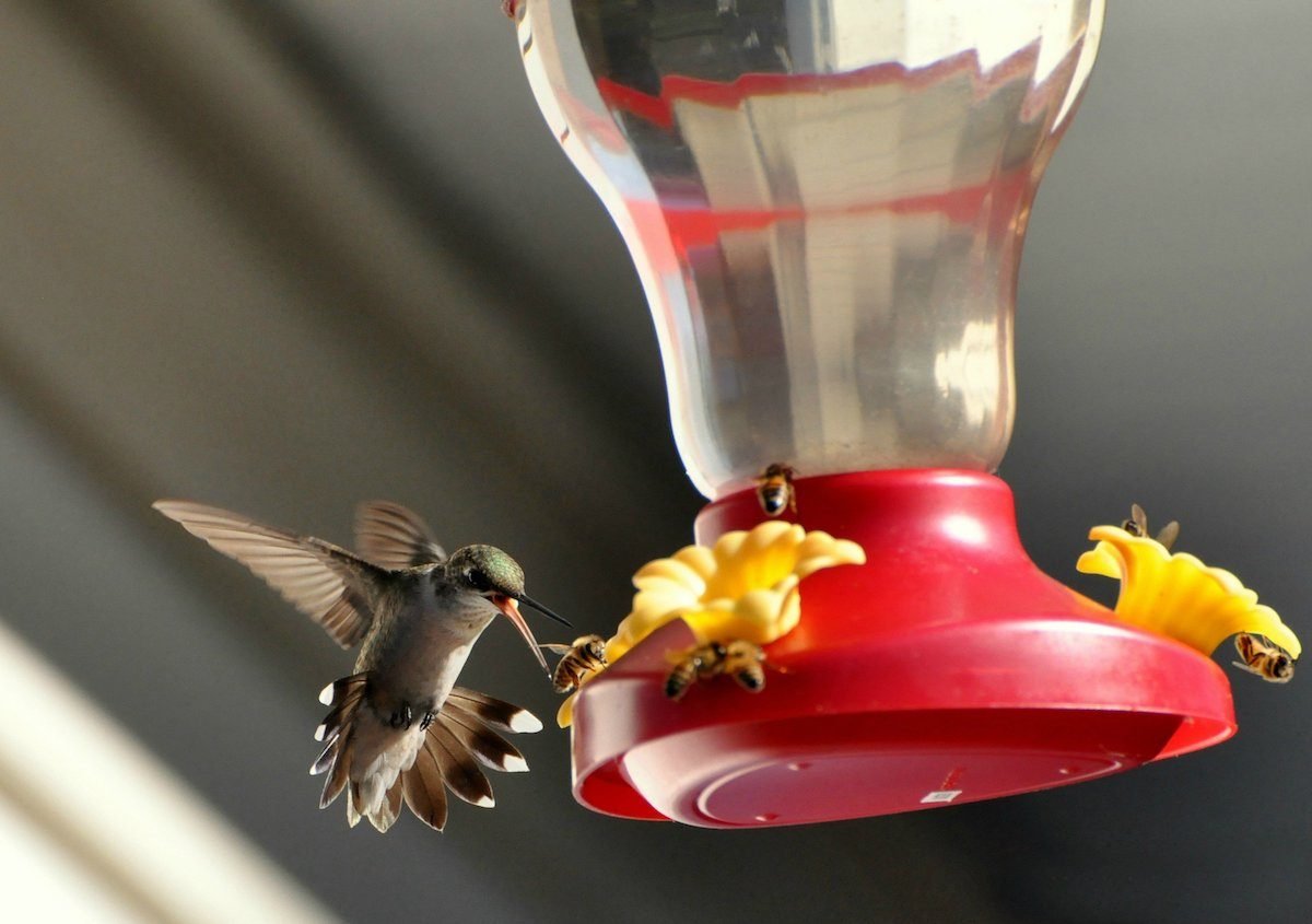 7 formas naturales de mantener a las abejas y avispas alejadas de los comederos para colibríes