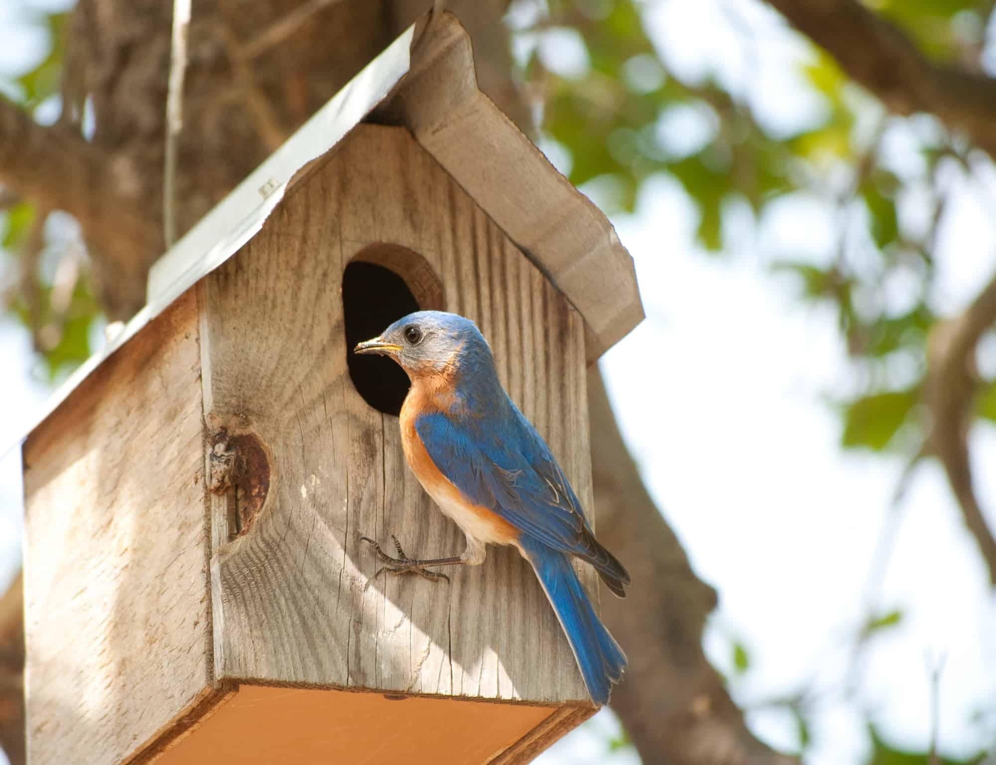 Lleva pájaros azules a tu patio trasero