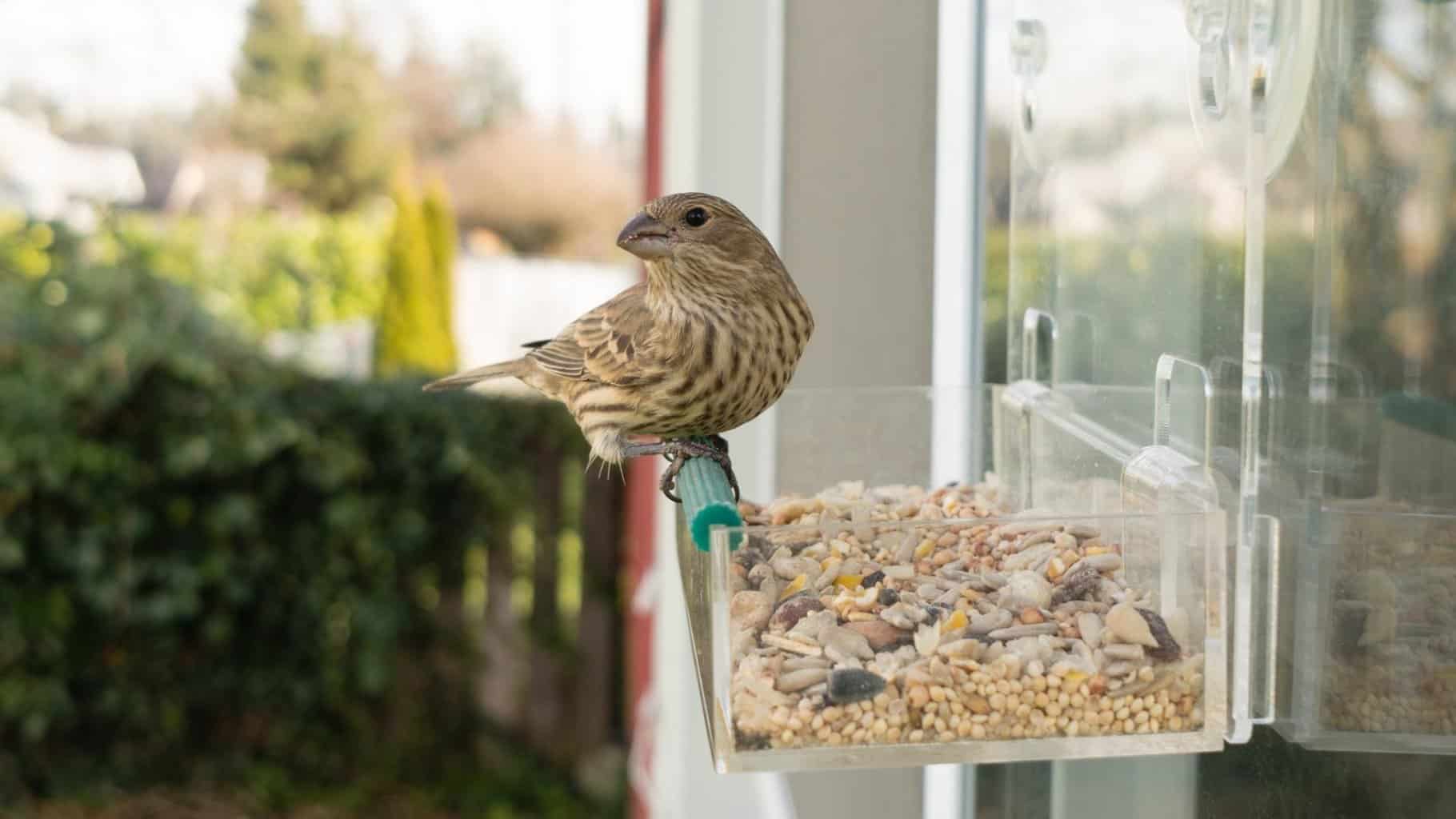 Los mejores comederos de ventana para pájaros para observar aves de cerca