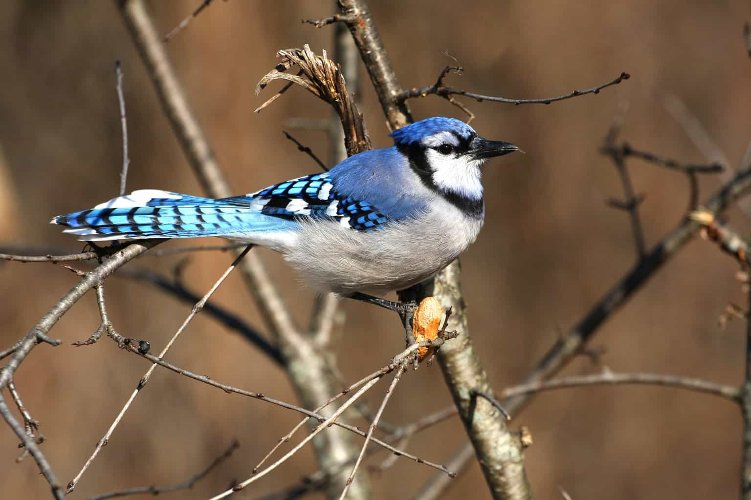 14 pájaros que parecen arrendajos azules: la guía definitiva sobre pájaros