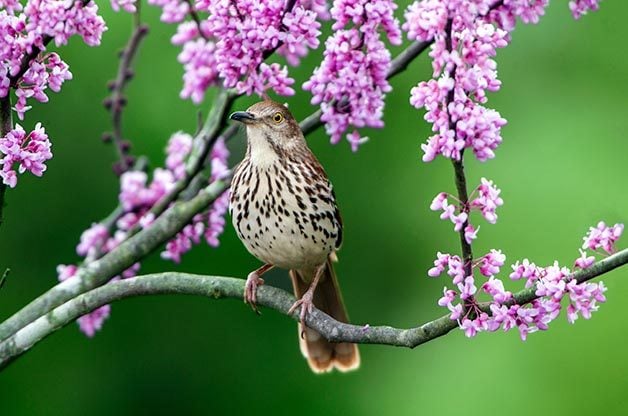 Miméticos y mimetismo de aves: tres pájaros que debes conocer