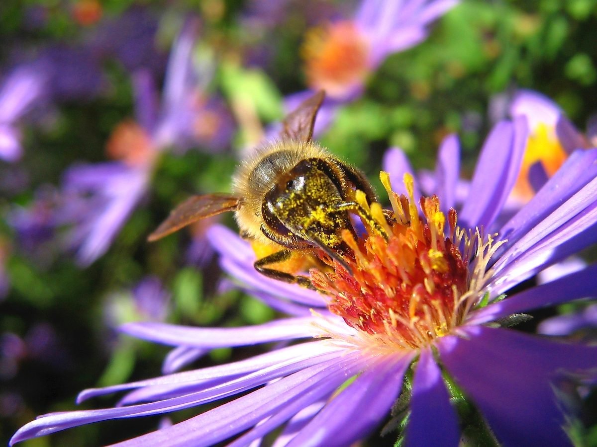 4 datos sobre las abejas nativas en su patio trasero